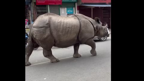 Rhino 🦏 on road 🛣️#shorts#rumble#rhino#short video