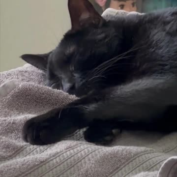 Adopting a Cat from a Shelter Vlog - Cute Precious Piper Looks Cuddly Taking a Peaceful Nap #shorts