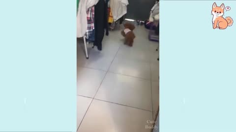 A very responsible puppy