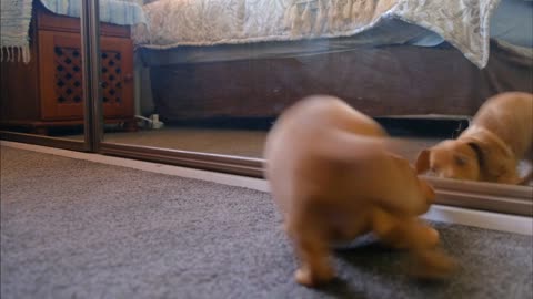 Puppy Looking at The Mirror For The First Time is Adorable