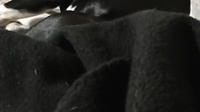 Snoring Boston Terrier