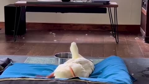 Pet Duck