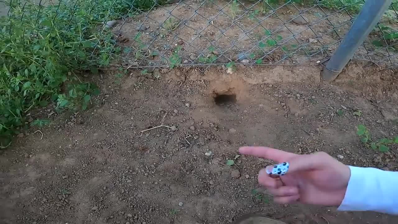 We Found a Baby Tortoise! - Morning Routine-15