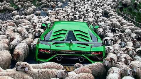 "What do you think it's like to have a cow among the sheep?"# Lamborghini