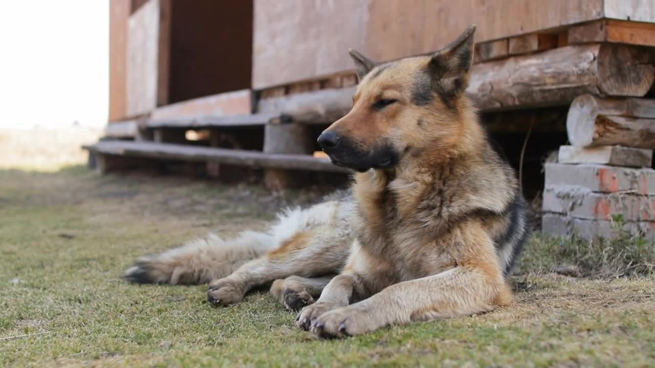 Adult watch dog lies and watches in the countryside