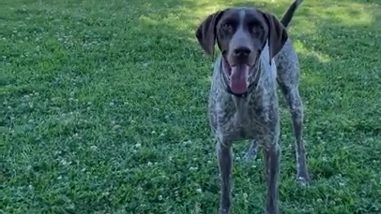 Labrador doesn't know how to fetch!