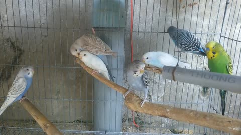 is a Bird new video