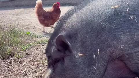 Pigs are amazing animals