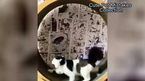 Cute Pet Mistakes Collection