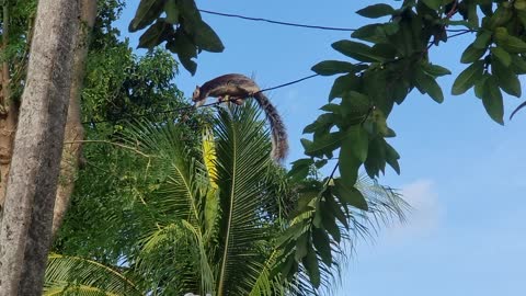 Gymnastics Squirrel...