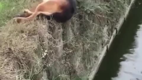 Best Funny Animal Videos 2022 - Funniest Cats And Dogs Video