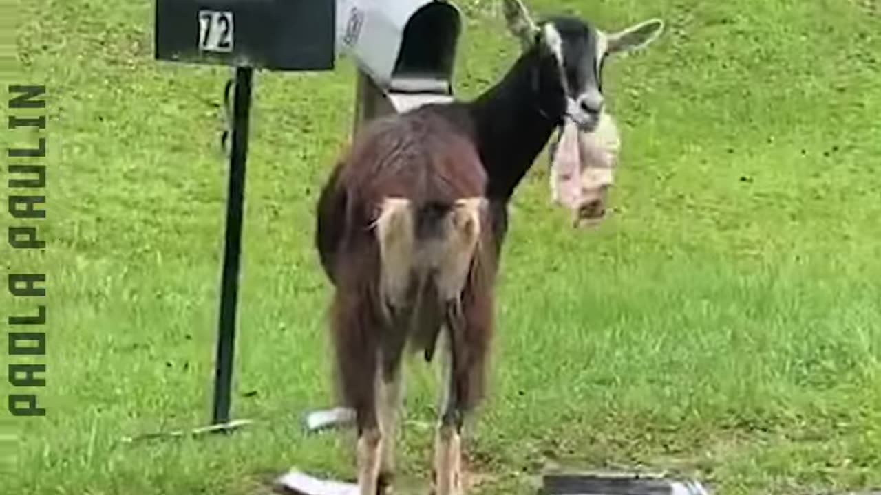 Animals Gone Funny