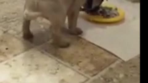 The dog is eating food.