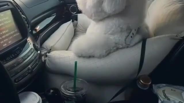 A dog sitting in a car.