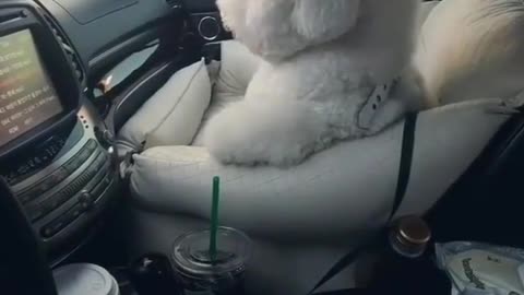 A dog sitting in a car.