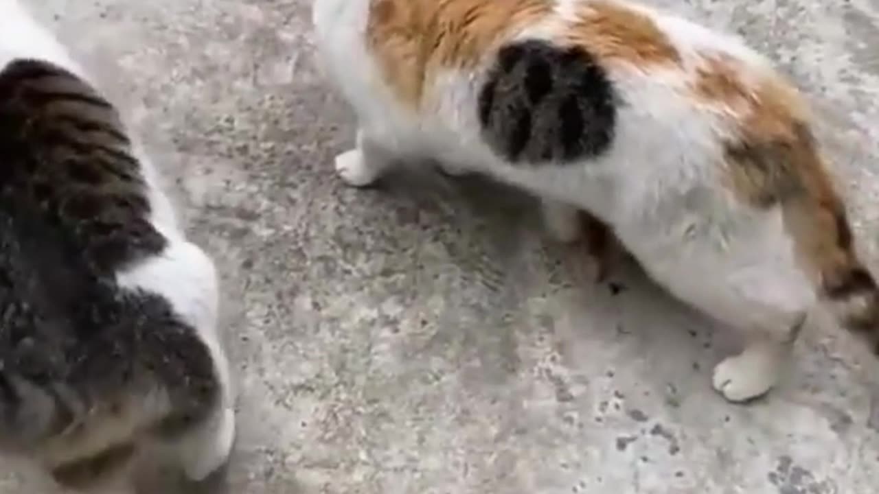 Cats Family Outing