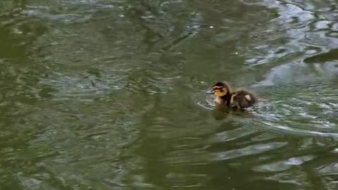 Cute duck