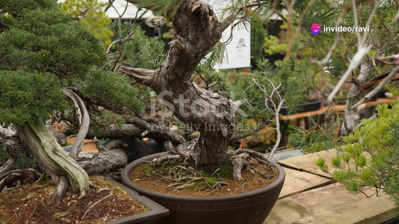 How to make a beautiful mango bonsai: A unique combination of patience and art!