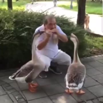 😍 Take a break 🦢