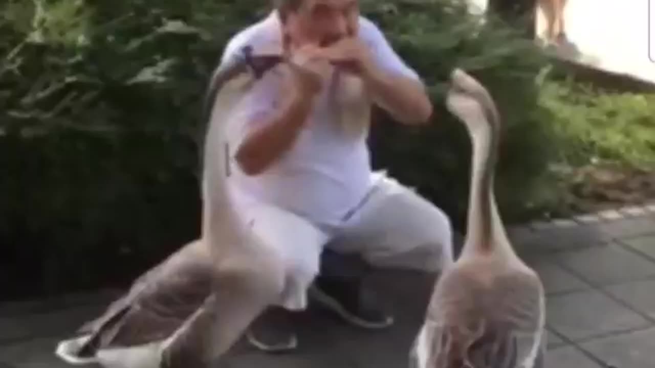 😍 Take a break 🦢