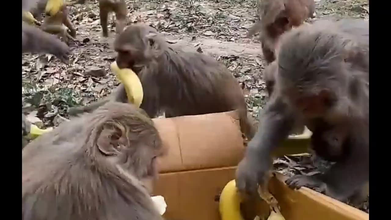 banana crazy monkeys 🍌