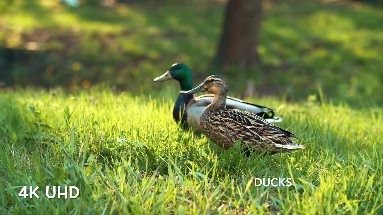 4k Nature Birds videos 📸