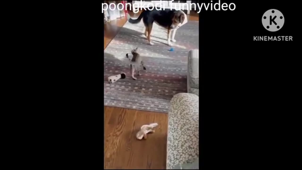 Funny cat videos