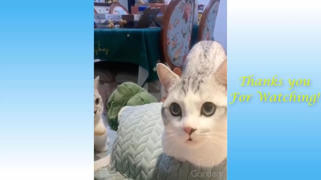 Funny And Cute Cat'S Life (Part 11) Cats And Owners Are The Best Friends Videos