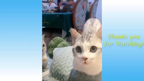 Funny And Cute Cat'S Life (Part 11) Cats And Owners Are The Best Friends Videos