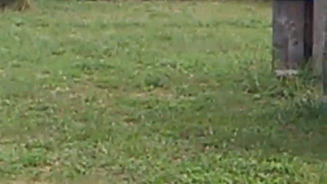 911 airsoft