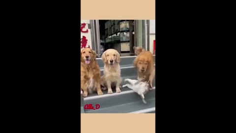 Cute Animals