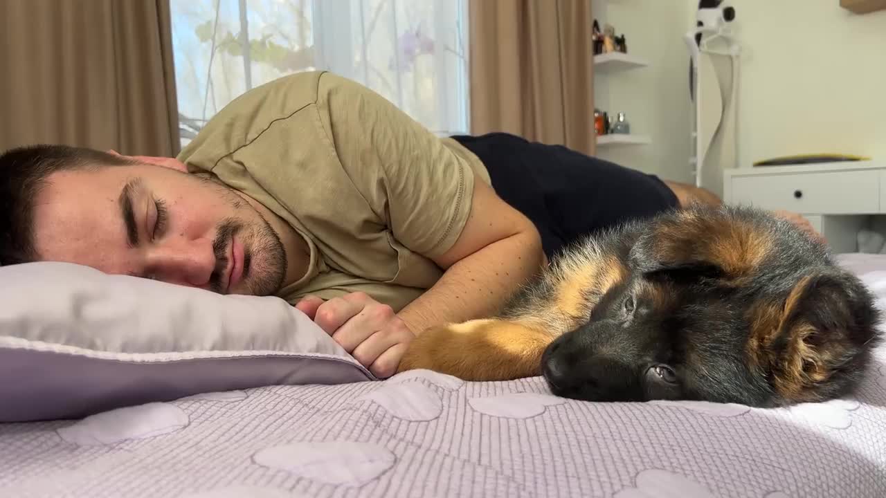 German Shepherd Puppy Wakes Up Owner [Cutest Alarm Clock Ever]