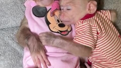 Mother Monkey Puts Her Baby to Sleep on a Pillow - Unconditional Love!