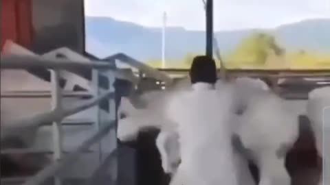 Animal Karma