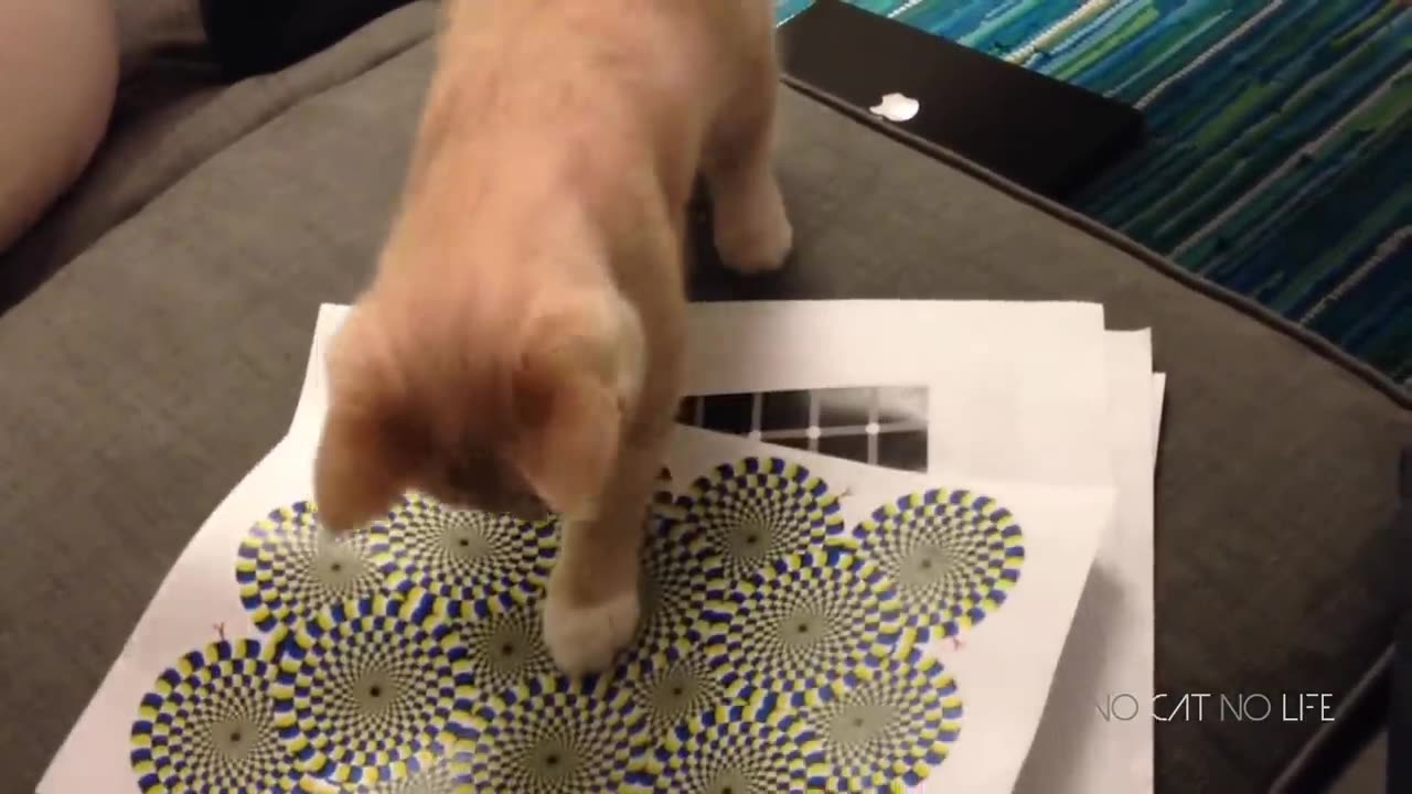 Funny Cats Compilation (Most Popular) Part 1