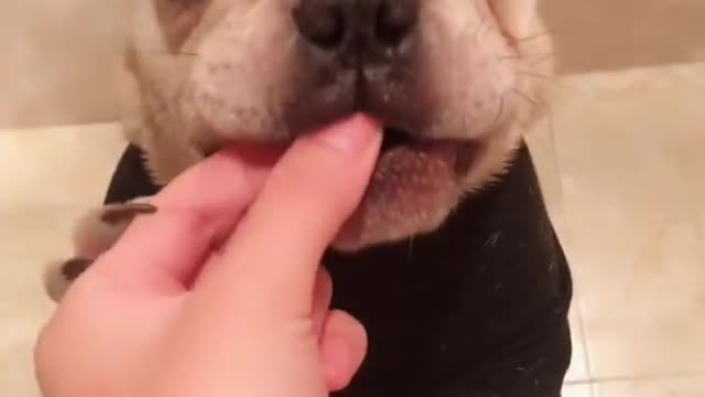 Funny dog eating