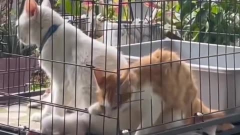 Funny animal video 2023 🤩 cat and dog