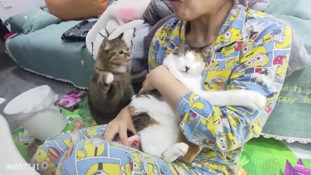 funny cat videos memes