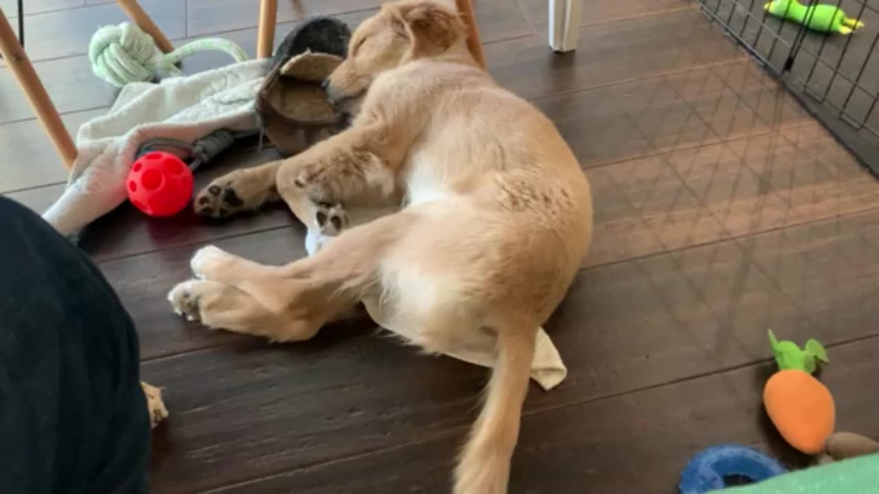 Tails gone wild!