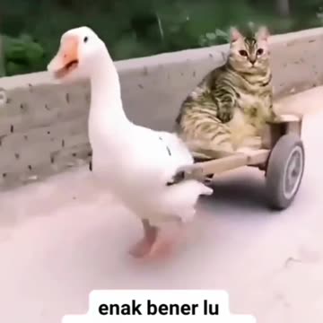 Striped Cat Casual Style