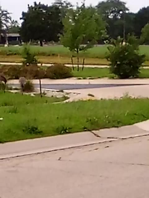 GREY HERIONS TWIN LAKES WI