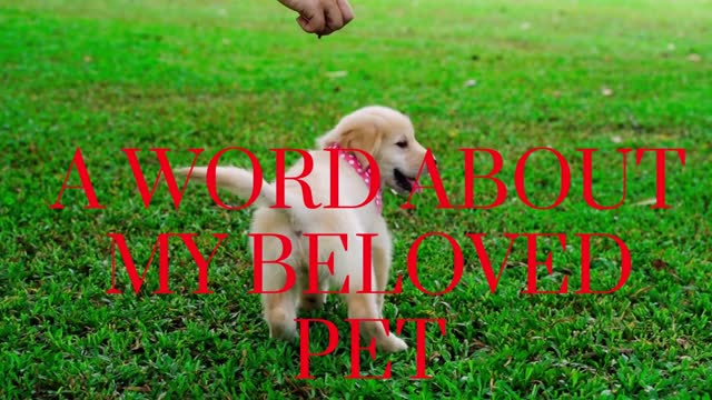 A word about my beloved pet