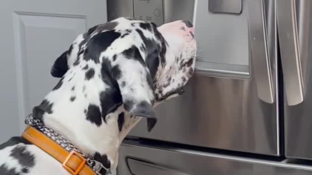 Great Dane Whines for Ice Cubes From Refrigerator