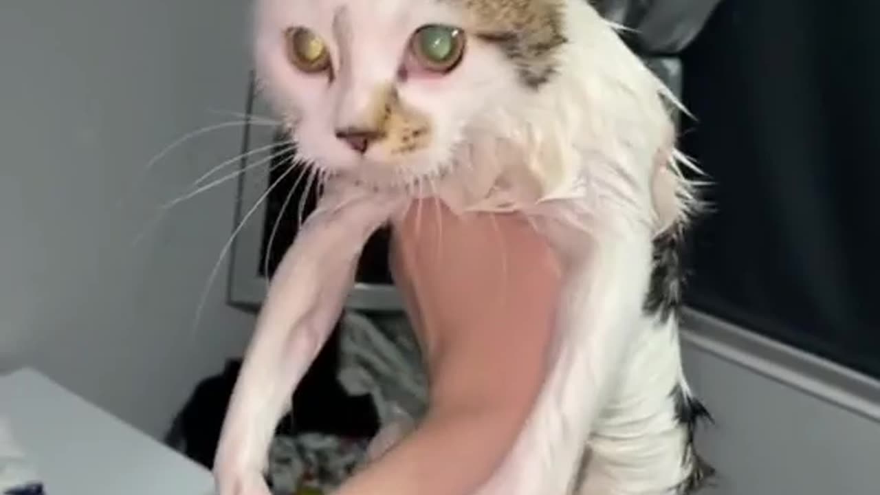 Crazy Cat Gets Wet