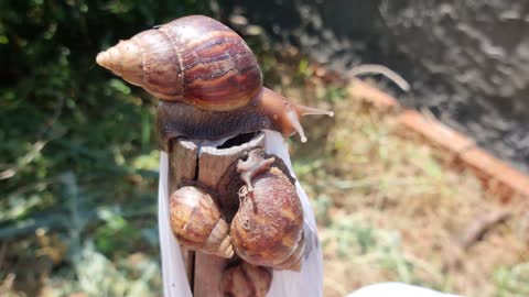 Giant African snail invading vegetable garden after rain