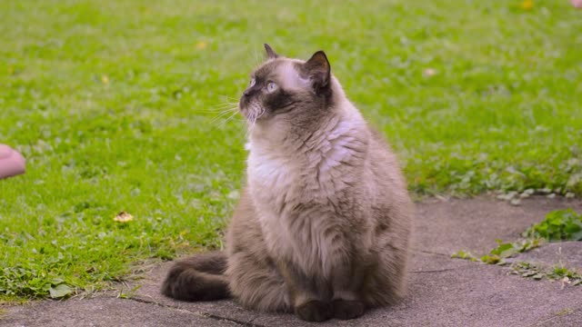 cat british shorthair chocolate