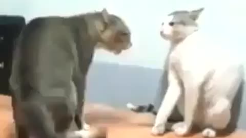 Cats Fighting