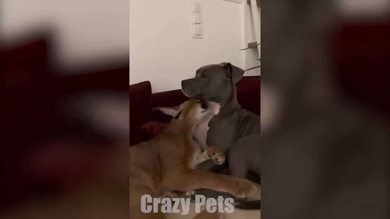 1 HOUR OF FUNNIEST CATS AND DOGS VIDEOS 2023 |Crazy Pets