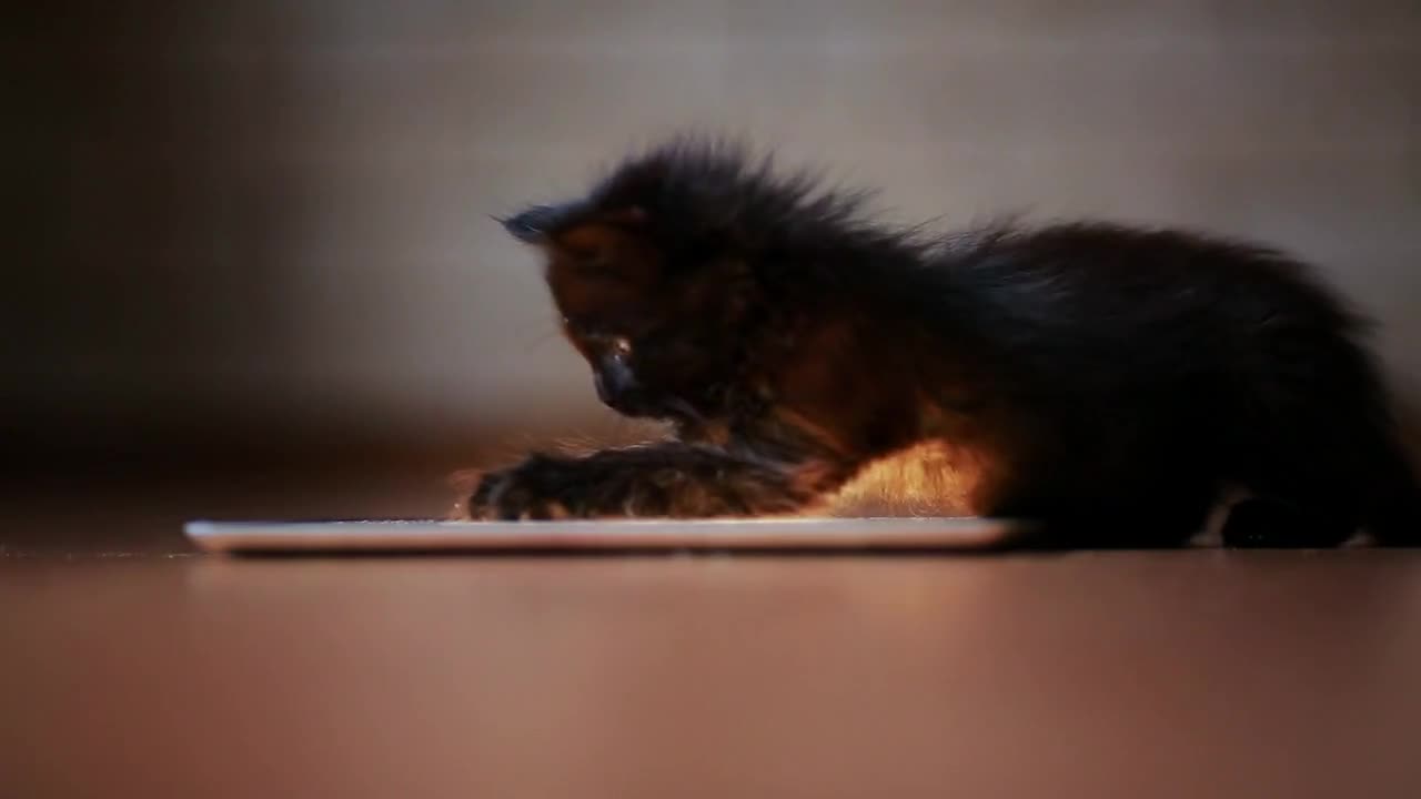 A little black kitten in the evening is playing with a screen tablet computer