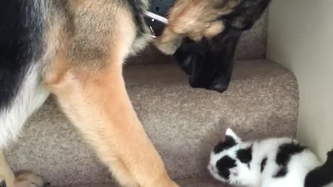 Helpful Pup Carries Foster Kittens Upstairs